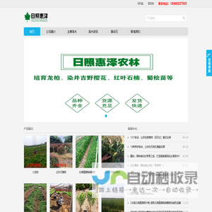 小龙柏,龙柏苗,龙柏床苗,嫁接小龙柏,龙柏树,龙柏球,龙柏工程苗 - 日照惠泽农林科技有限公司